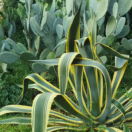 La Guidi Alojamento de Acomodação e Pequeno-almoço